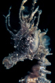   SeaHorse  